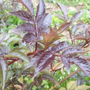 Sureau Noir Leucodermis (à fruit blanc)