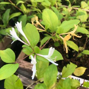 Chèvrefeuille du Japon Halliana