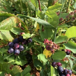 Amélanchier Alnifolia Northline