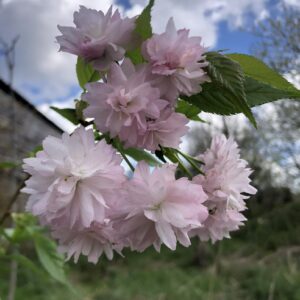 Cerisier du Japon Kiku Shidare Sakura (pleureur)