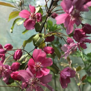 Pommier à fleurs 'Coccinella'