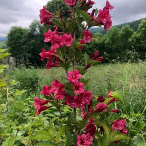 Weigélia Bristol Ruby