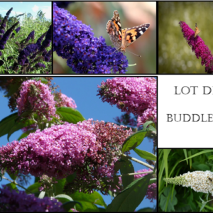 Lot de buddleia - Panaché de variétés